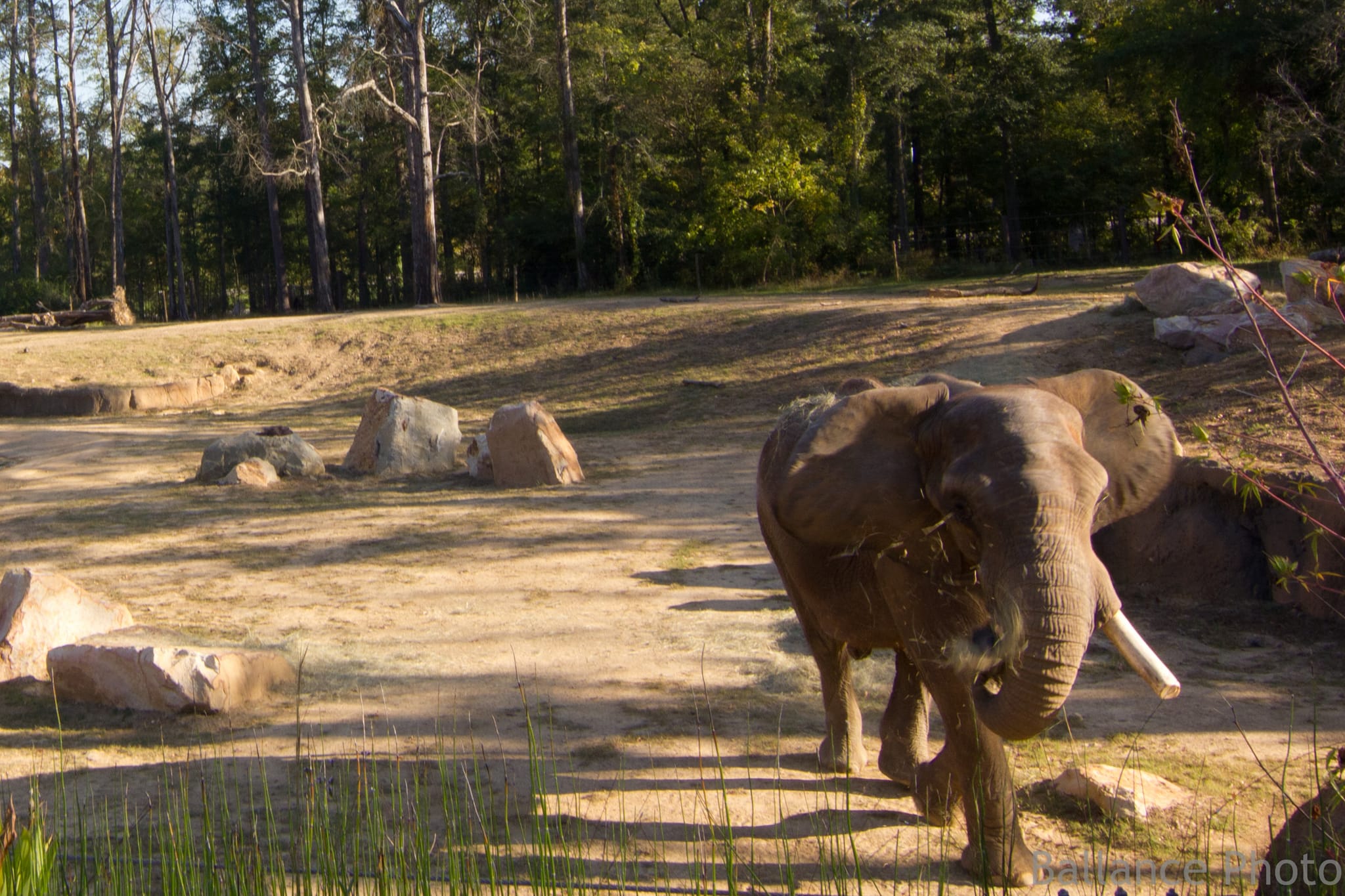 Elephant eating and walking at the Birmingham Zoo