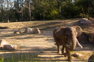 Elephant eating and walking at the Birmingham Zoo