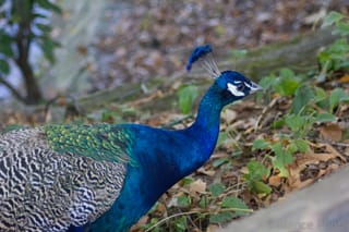 Peacock - Birmingham Zoo
