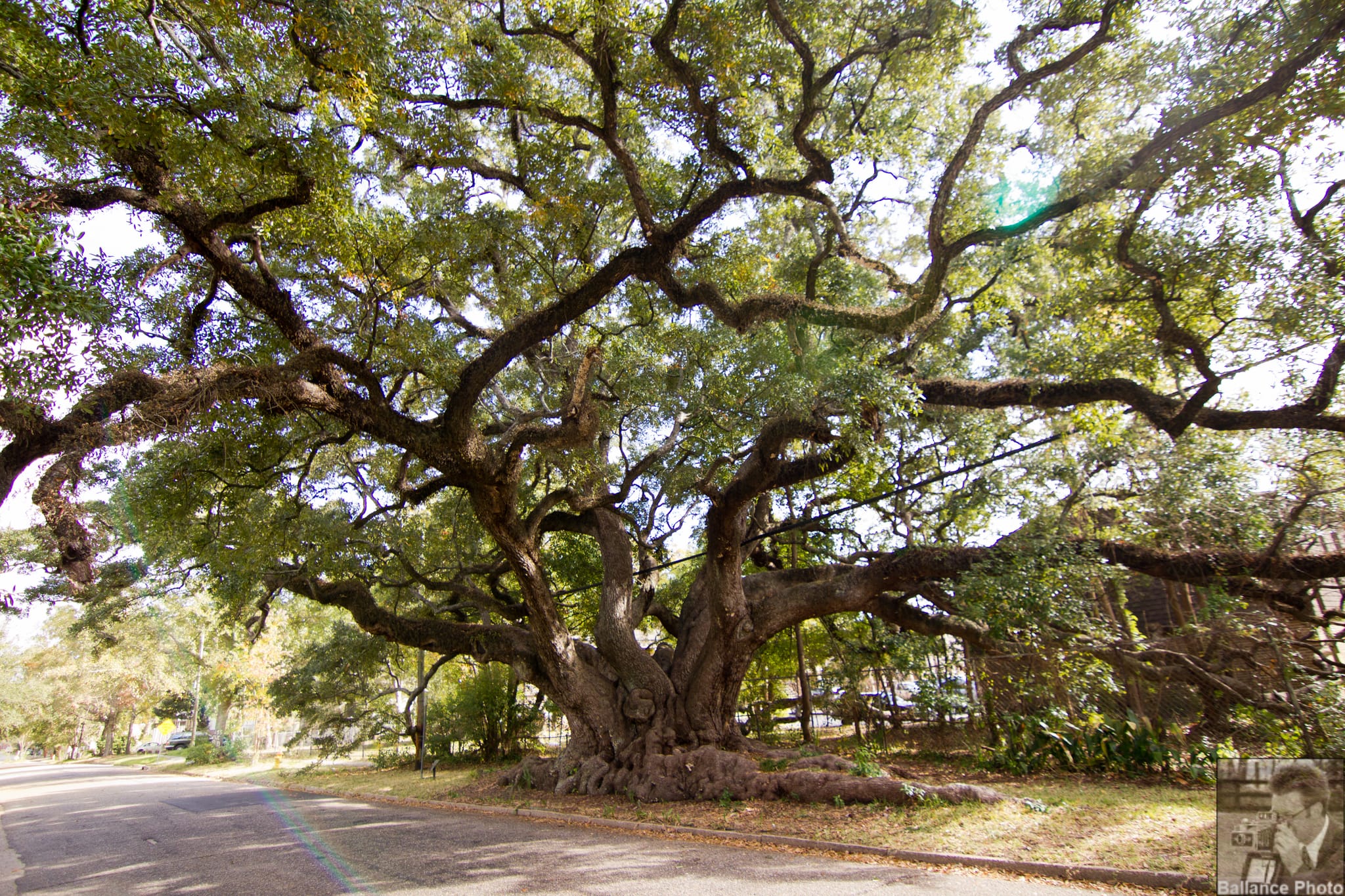Three hundred year old Southern Oak Tree in Mobile, AL