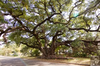 Three hundred year old Southern Oak Tree in Mobile, AL