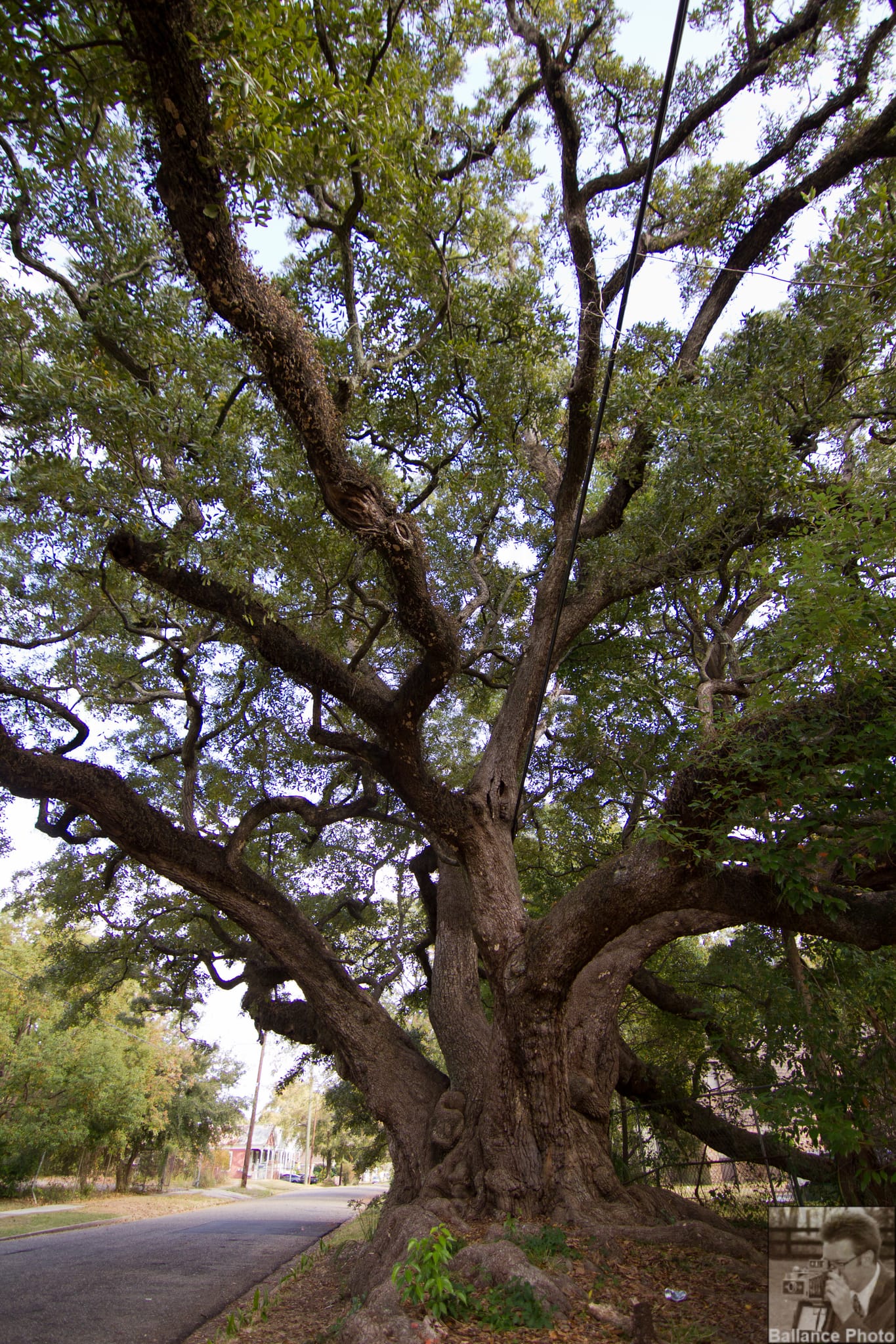 Three hundred year old Southern Oak Tree in Mobile, AL