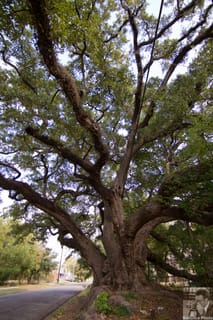 Three hundred year old Southern Oak Tree in Mobile, AL
