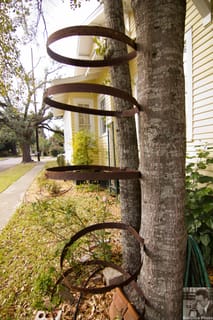 Hoops on a tree