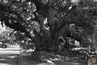 Southern Oak in Mobile, AL