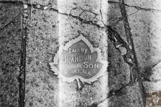 Laid by Brandon and Son - Mobile, AL