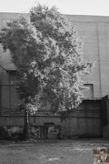Tree Block