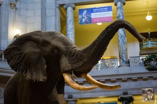 Elephant - Smithsonian, Washington, DC