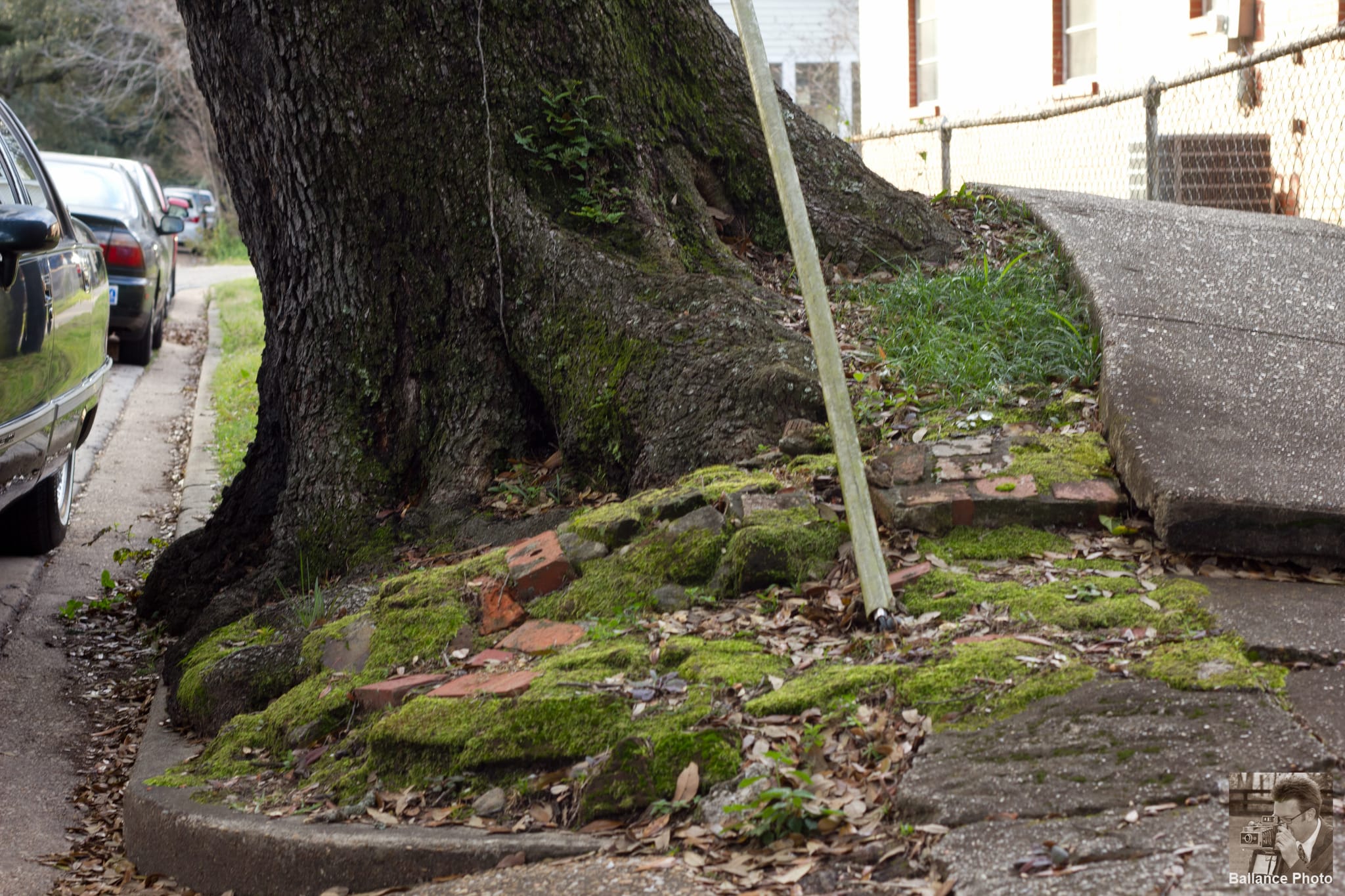 Tree vs Sidewalk - Tree is currently in the lead