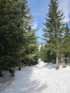 Ski Trail - Mt. St. Helens