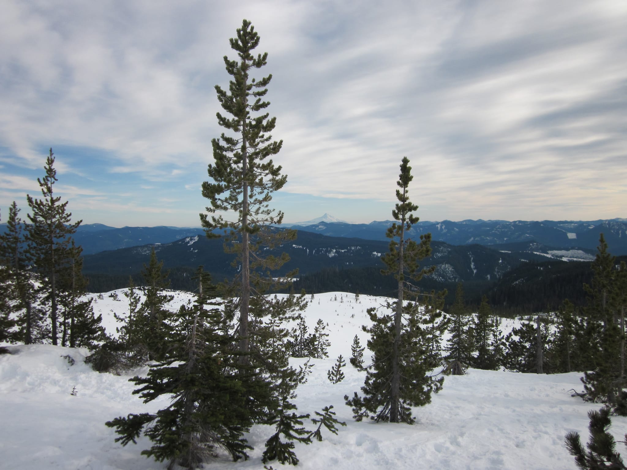 Edge of the tree-line - Mt. St. Helens