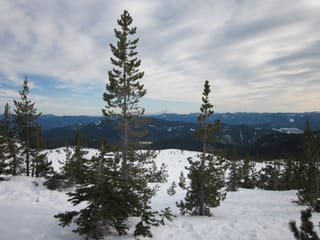 Edge of the tree-line - Mt. St. Helens