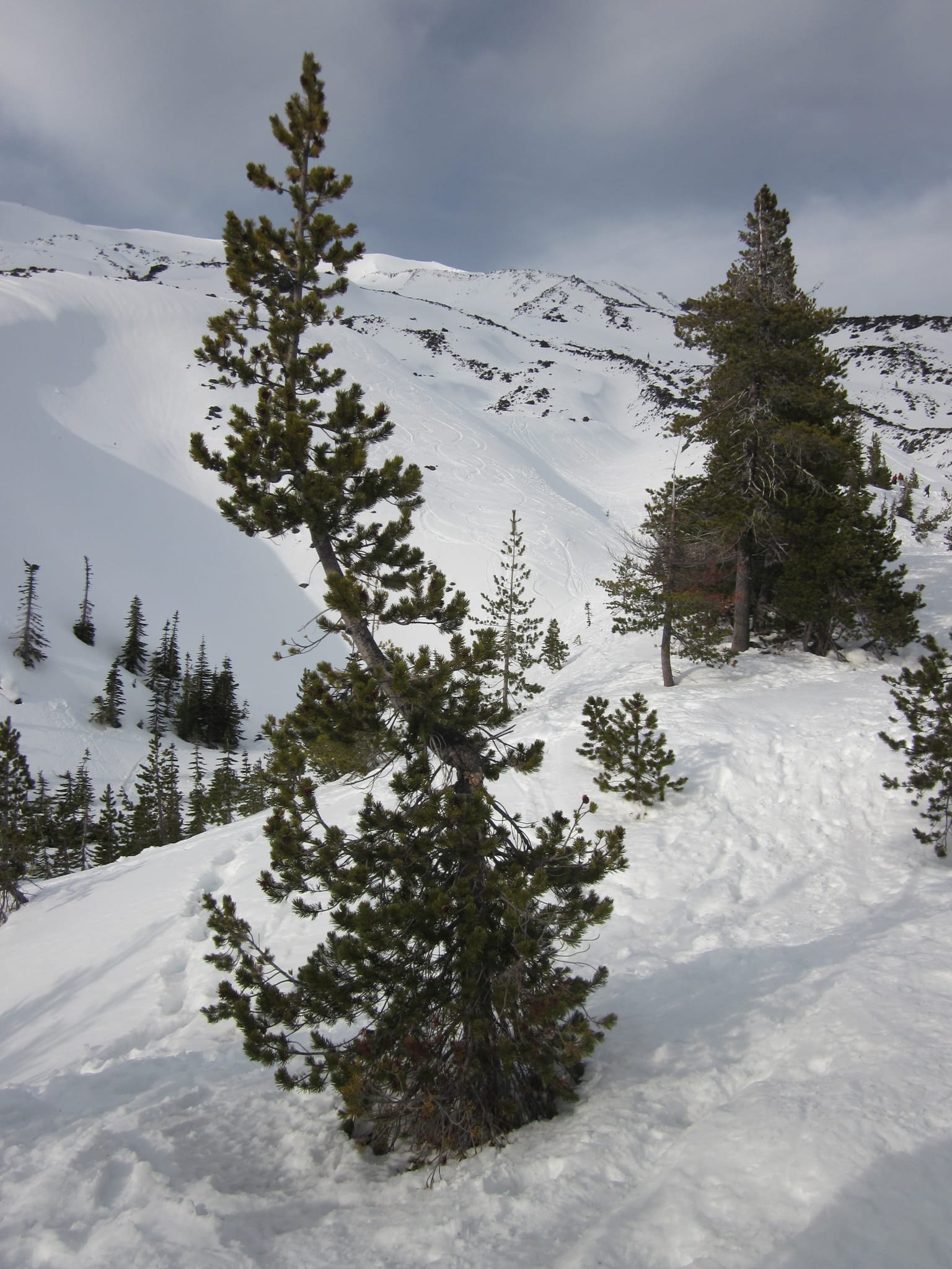 Crooked Tree - Mt. St. Helens