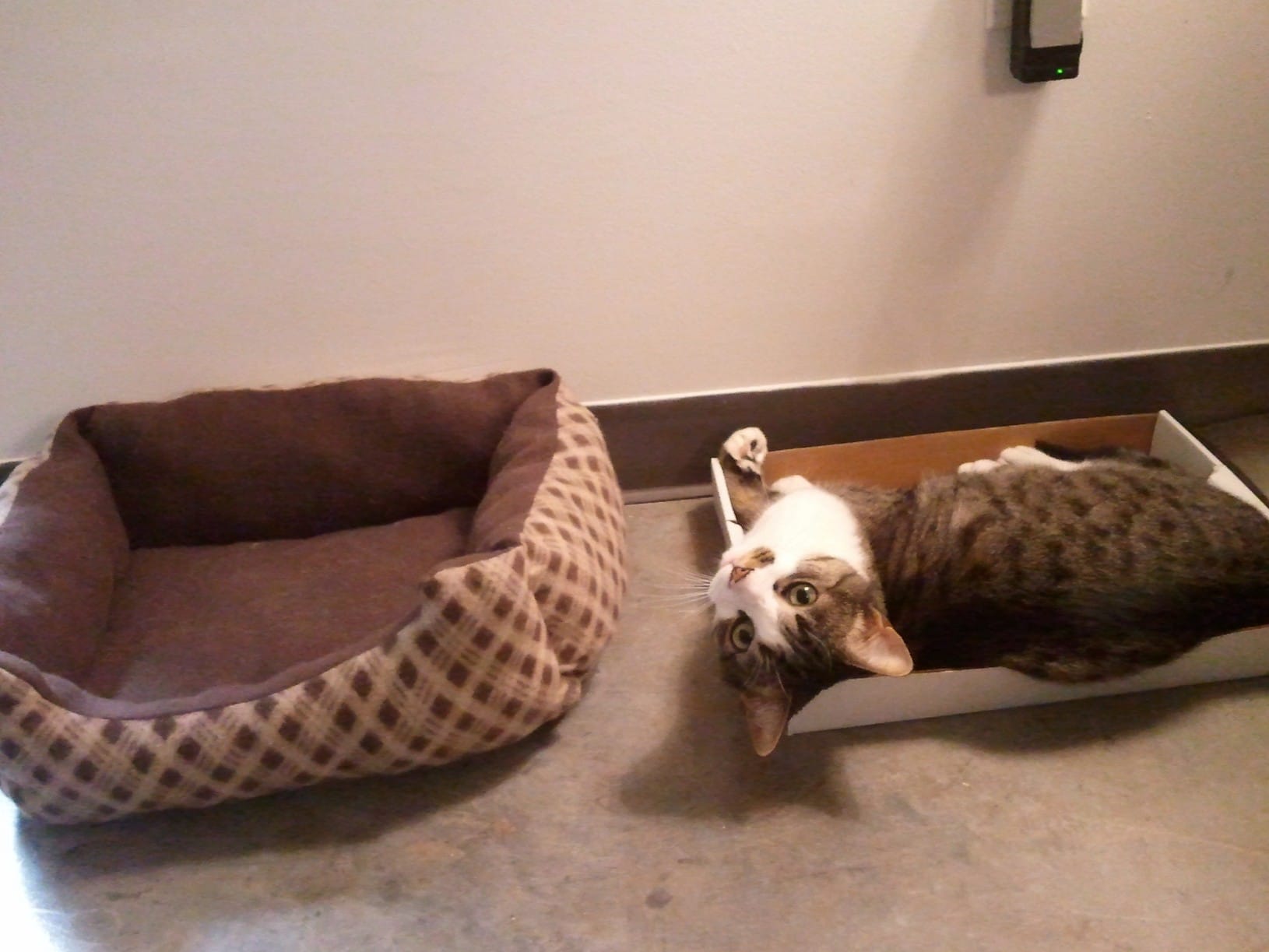 Got my cat a nice comfy bed.  Where does he prefer to sleep?