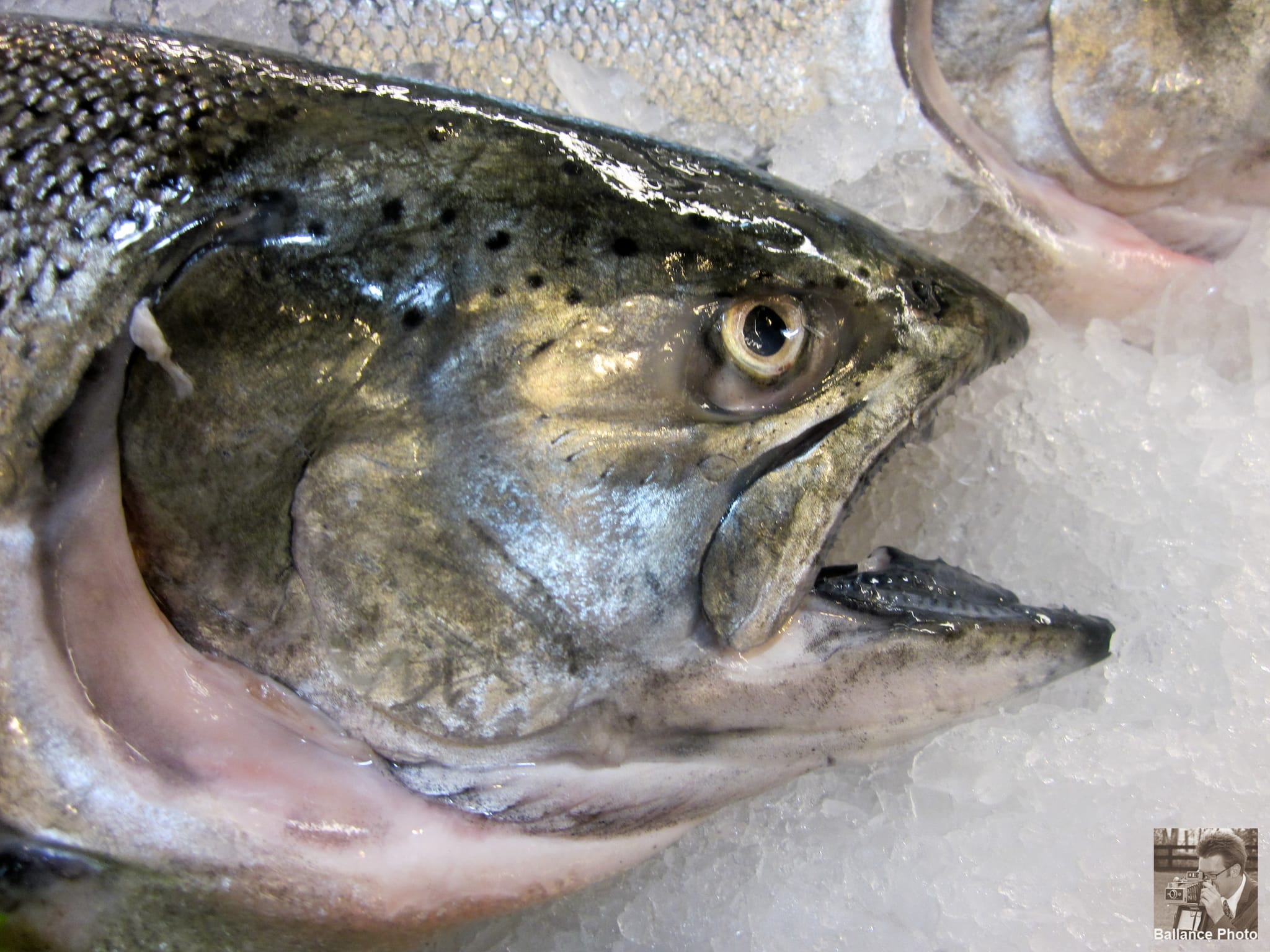 Alaskan King Salmon - Pike's Place Market