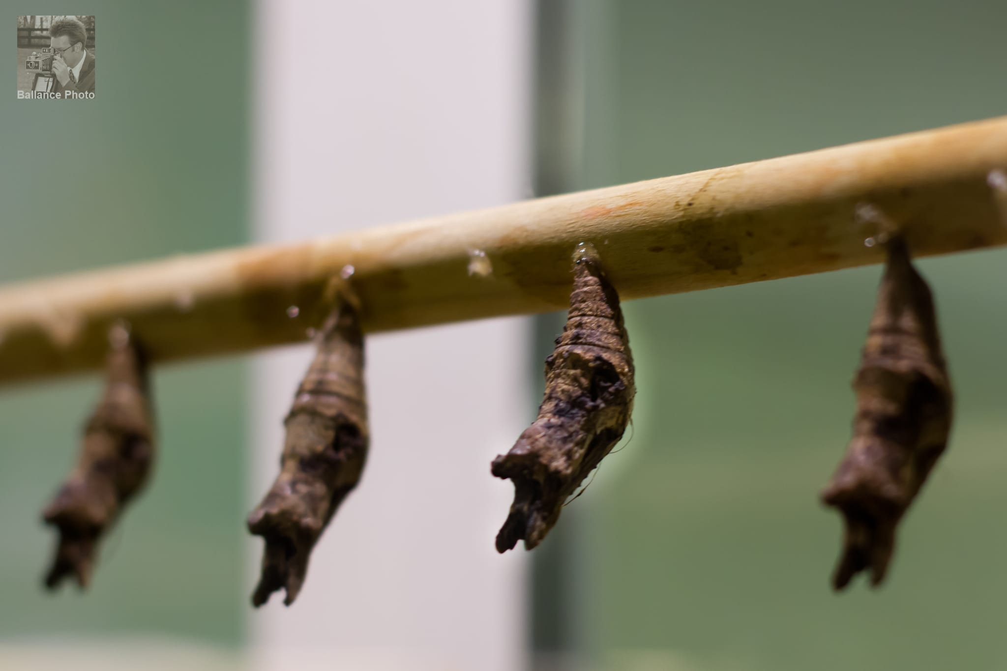 Metamorphosis