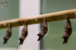 Metamorphosis