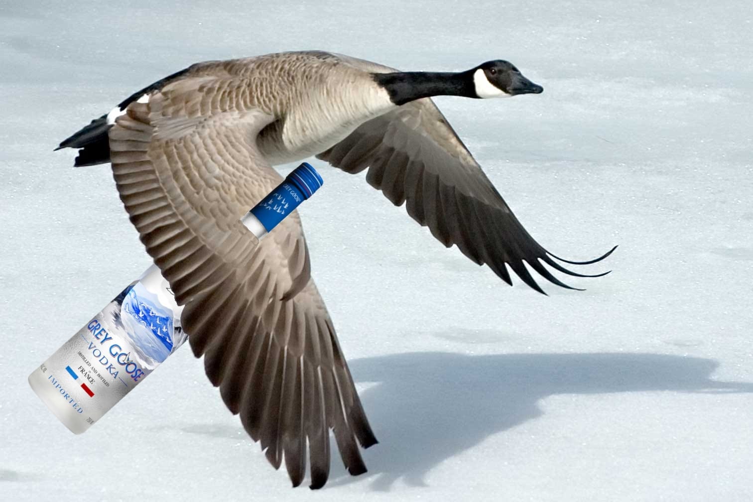 Don't let 'em get your Goose...