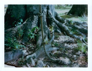 Birch