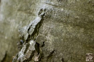Birch-4