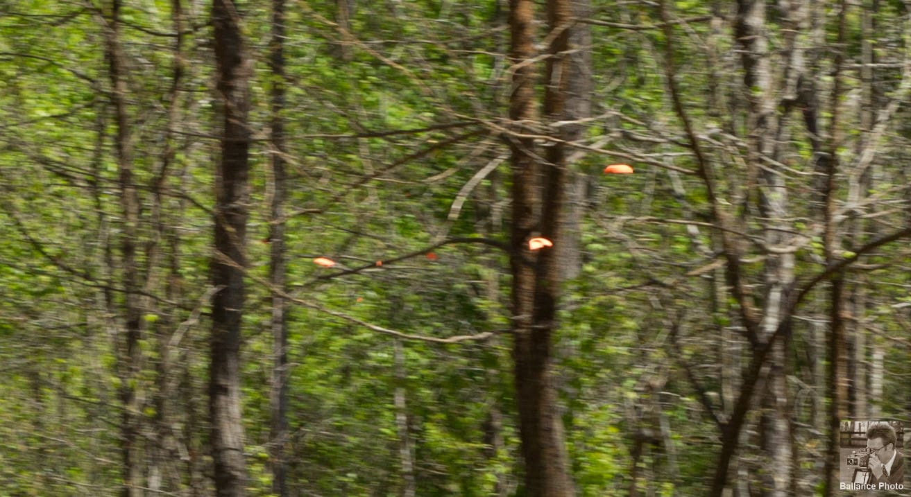 Skeet Shooting-2