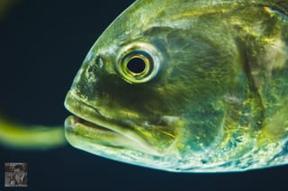 Fishy