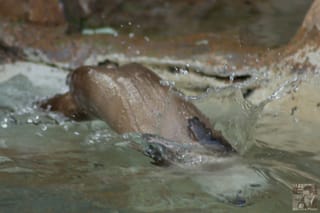 Otter backflip