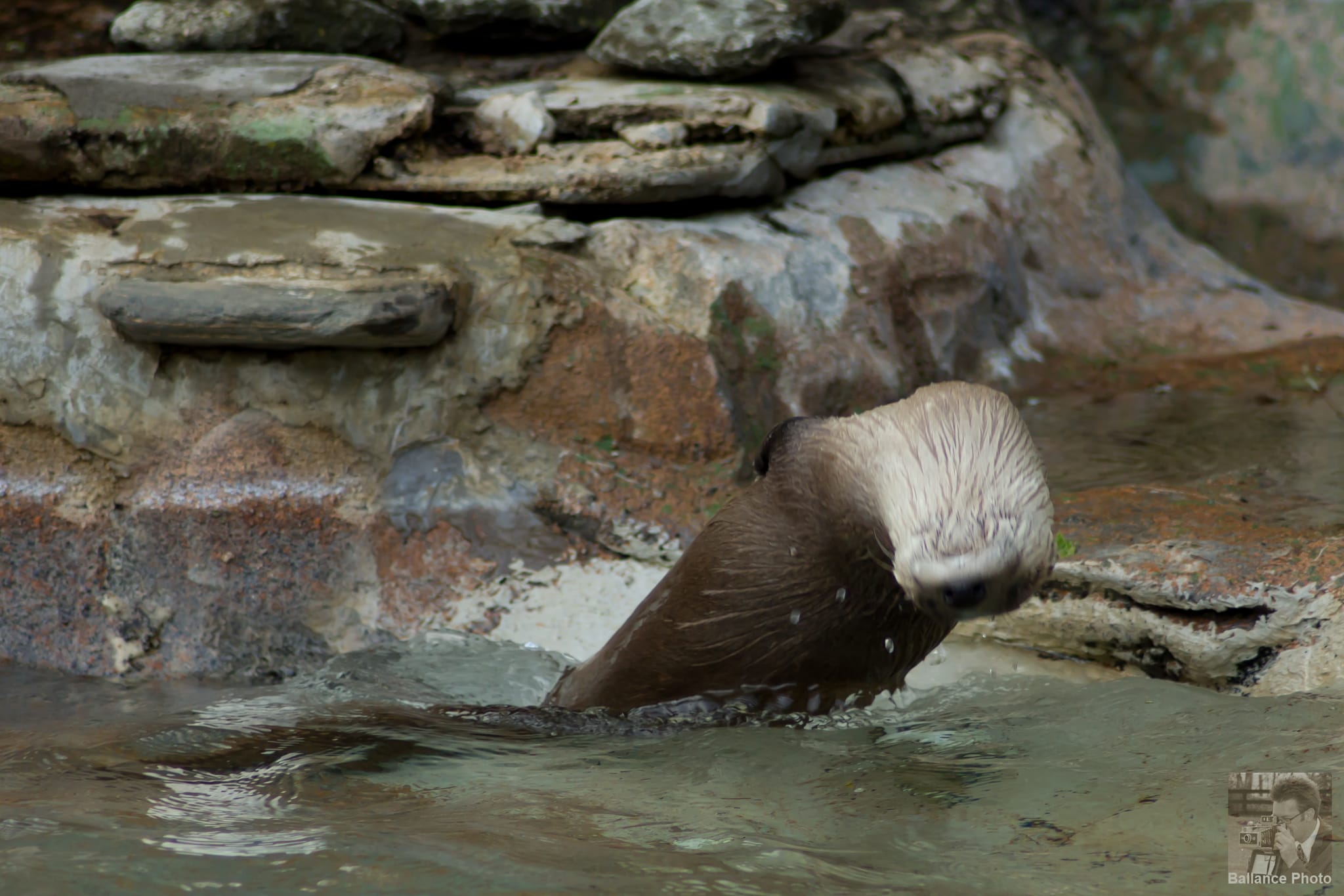 Otter Backflip 2