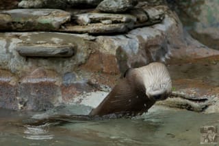 Otter Backflip 2