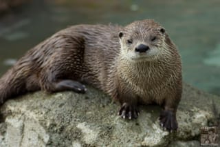 Lackadasical Otter