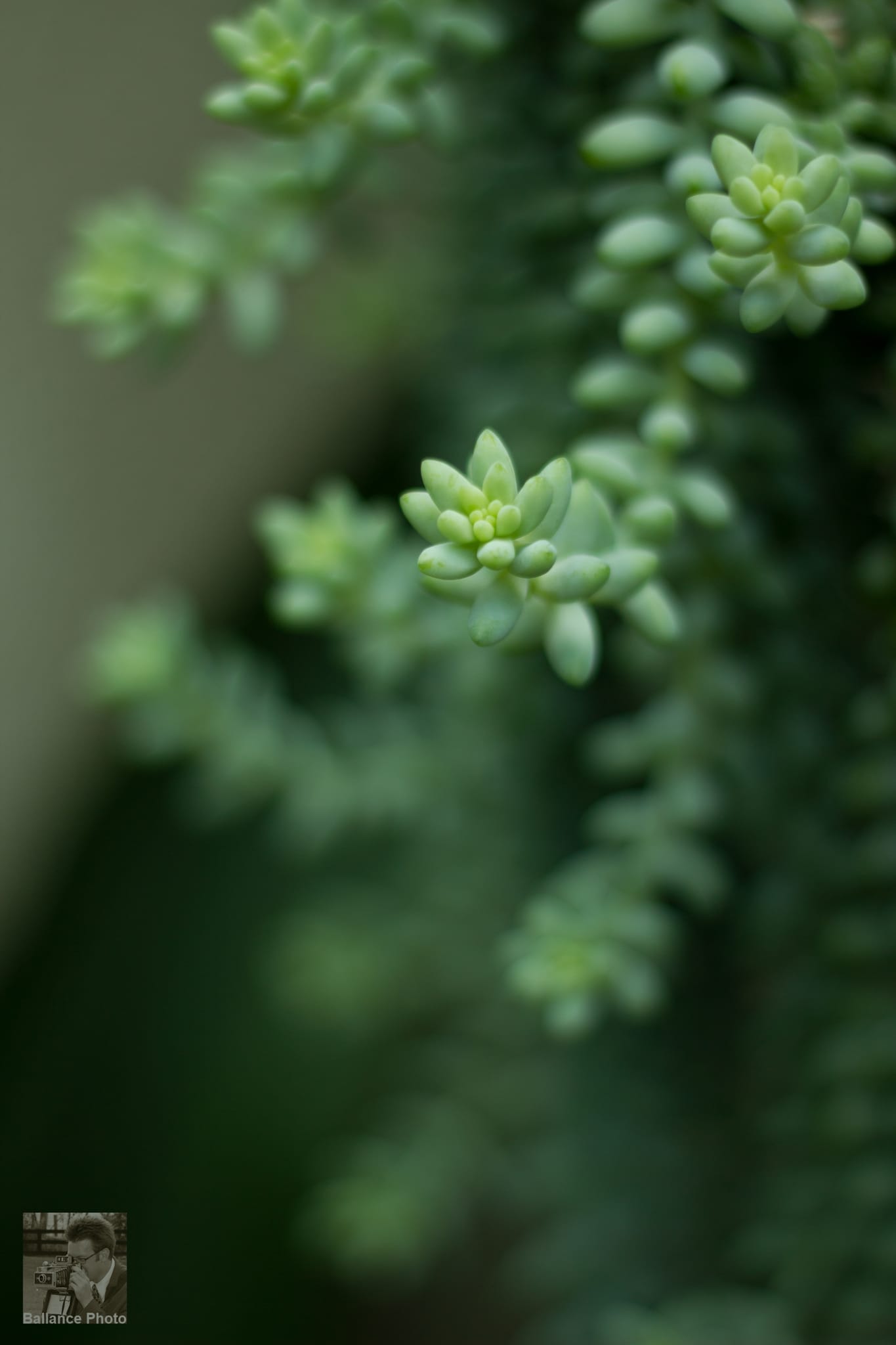 Macro at Daniel Stowe Botanical Garden - Gastonia, NC (6 of 6)