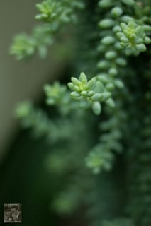 Macro at Daniel Stowe Botanical Garden - Gastonia, NC (6 of 6)