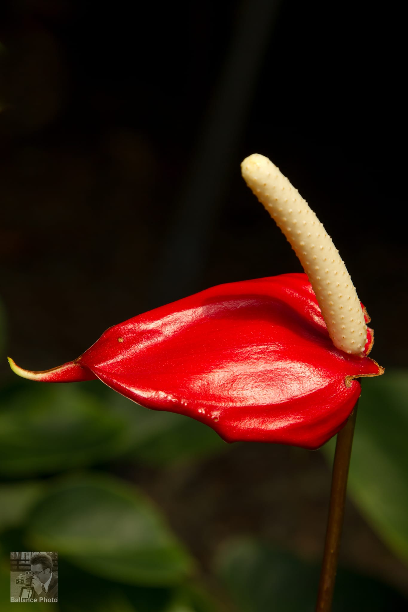 Macro at Daniel Stowe Botanical Garden - Gastonia, NC (5 of 6)
