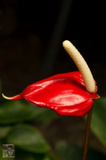 Macro at Daniel Stowe Botanical Garden - Gastonia, NC (5 of 6)