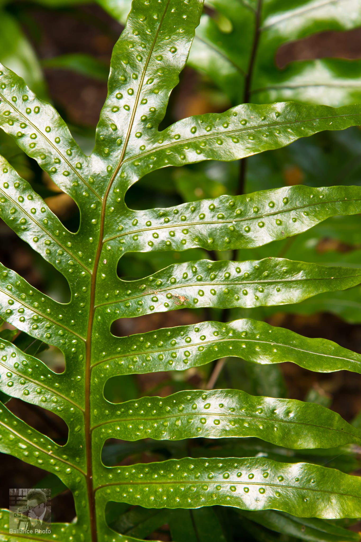 Macro at Daniel Stowe Botanical Garden - Gastonia, NC (4 of 6)