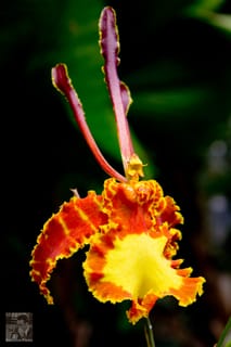 Macro at Daniel Stowe Botanical Garden - Gastonia, NC (3 of 6)