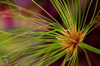 Macro at Daniel Stowe Botanical Garden - Gastonia, NC (1 of 6)