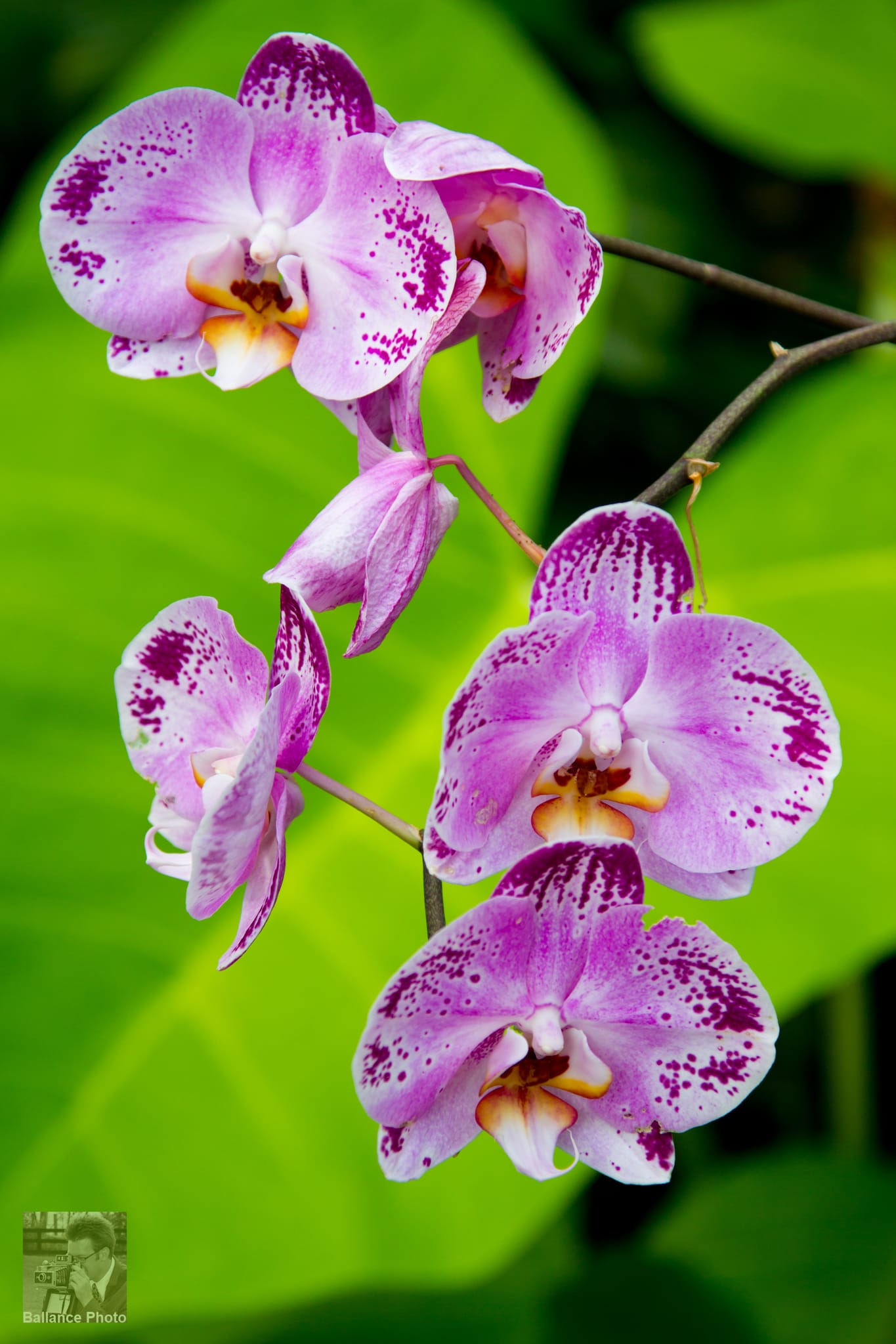 Orchids