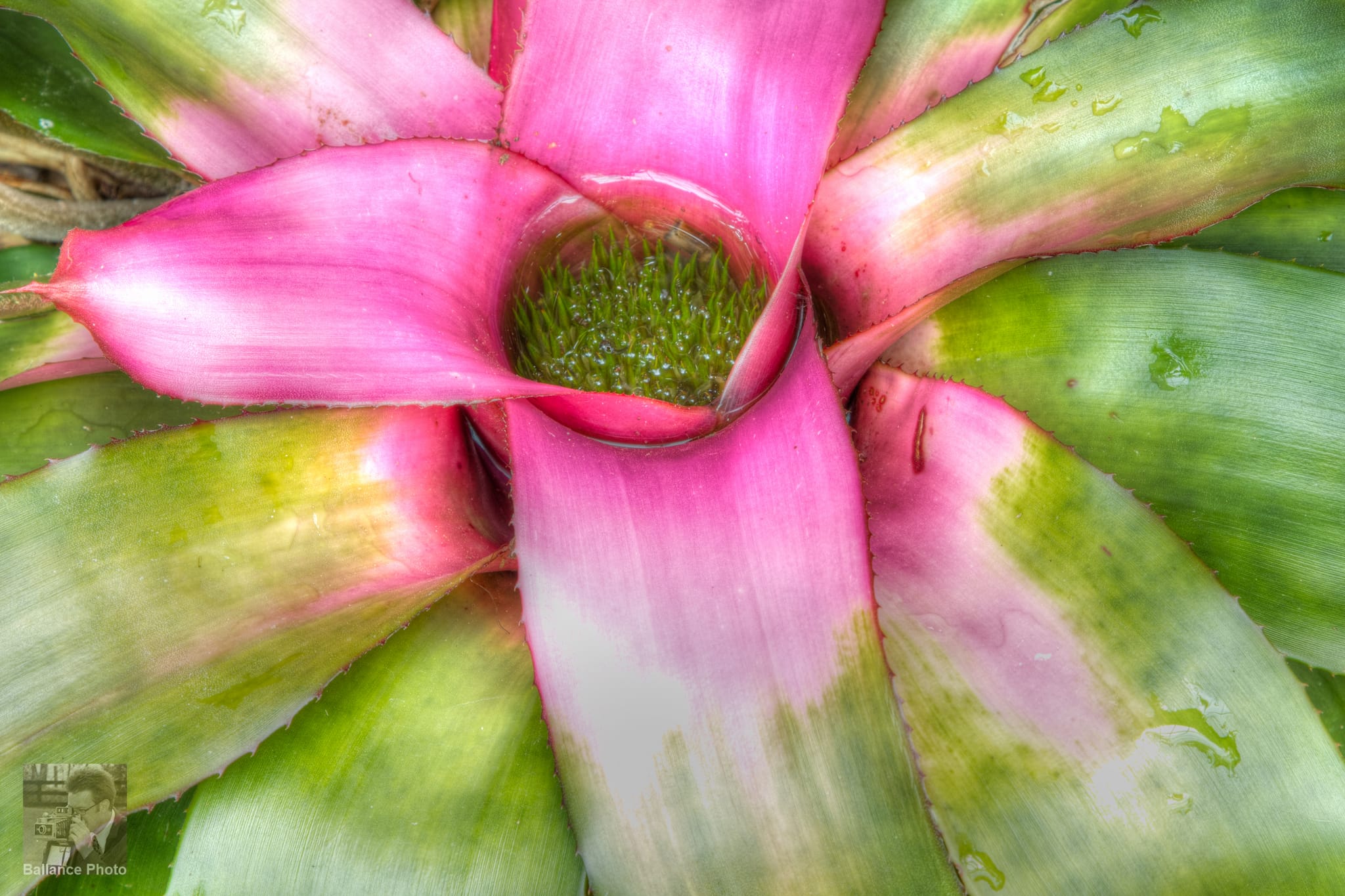 Spikey Middle