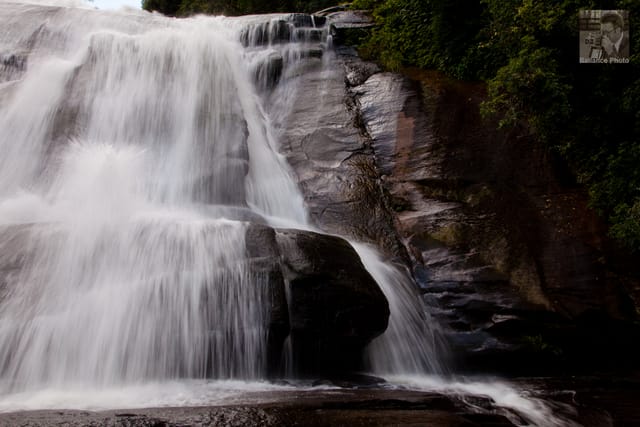 Dupont Forest