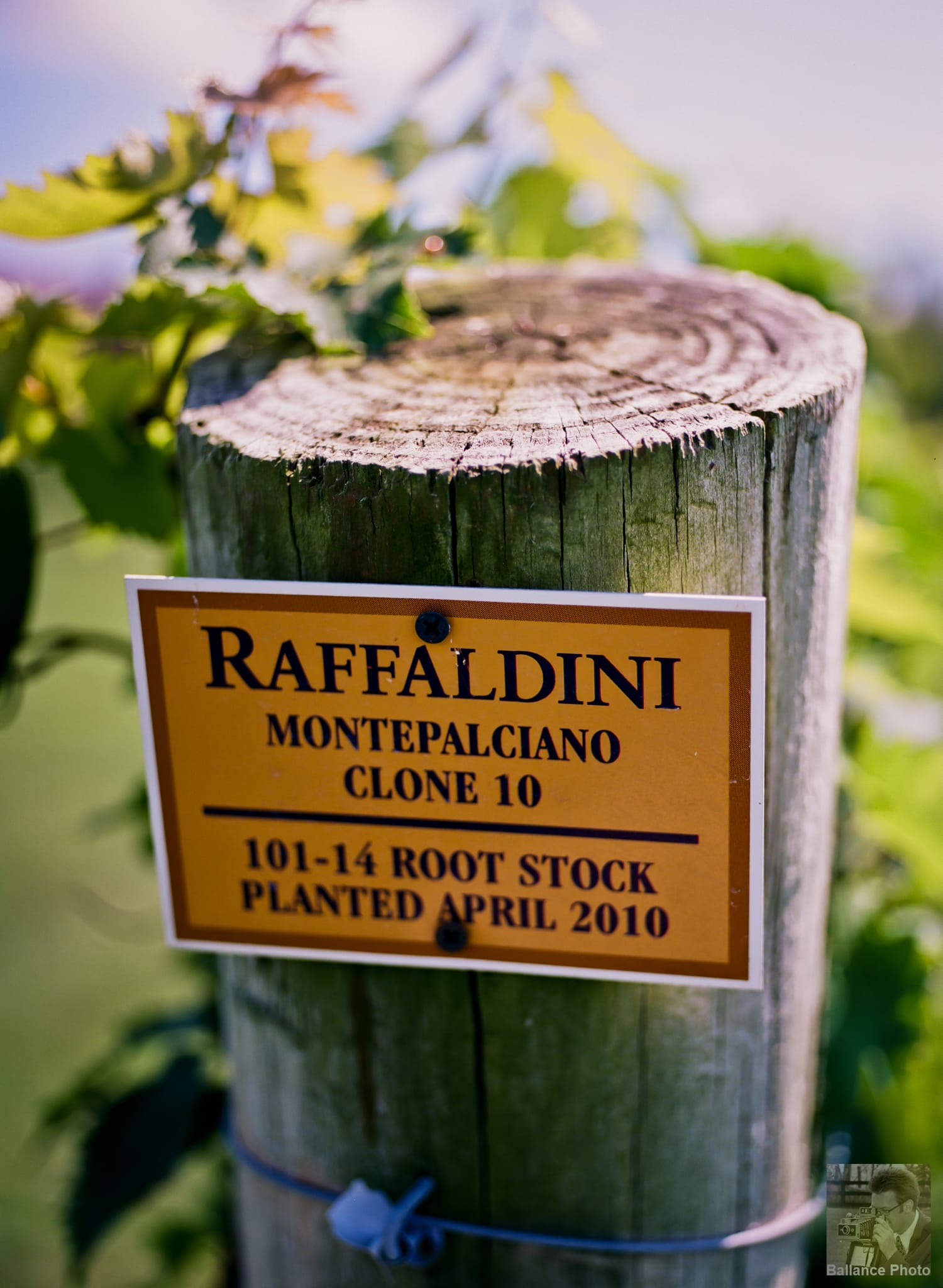Rafaldini - Monteplaciano