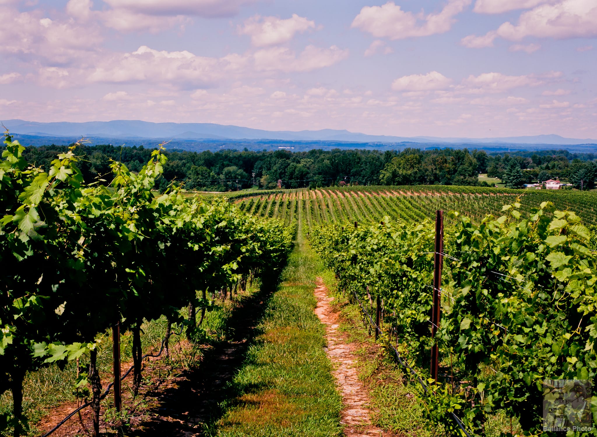 Rafaldini Vines
