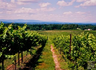 Rafaldini Vines