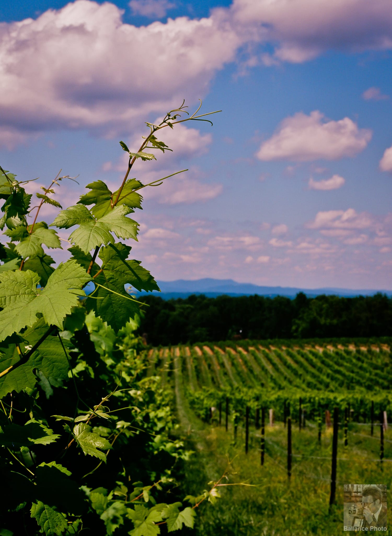 Rafaldini Vine