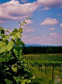 Rafaldini Vine