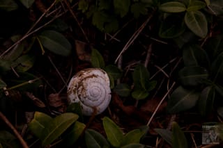 Spiral