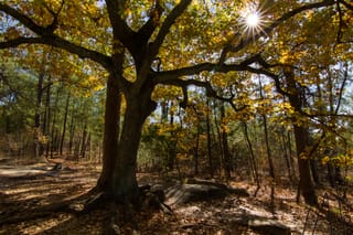 Tree in the Woods