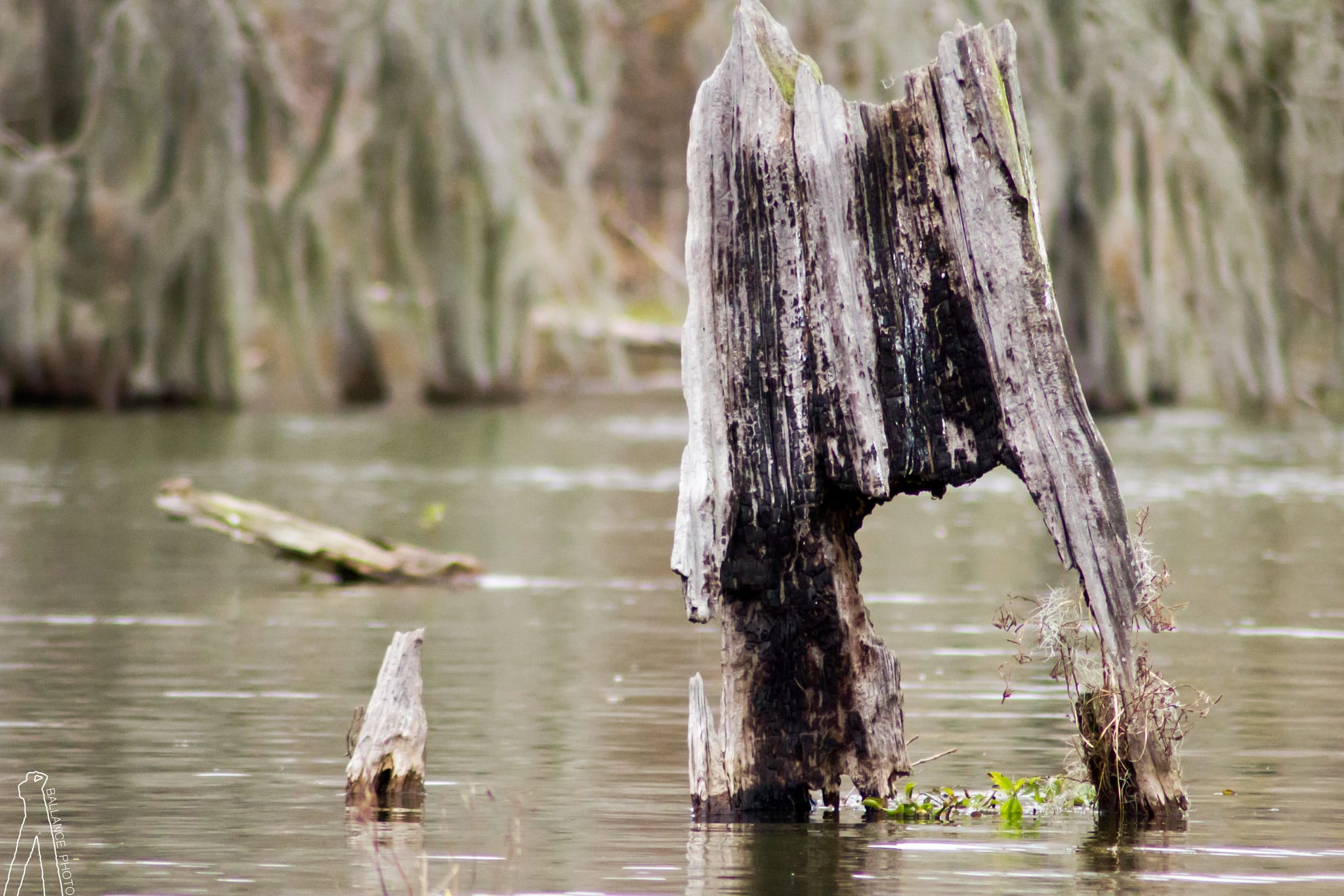 Stumped