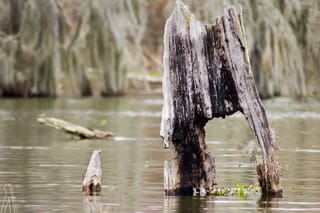Stumped