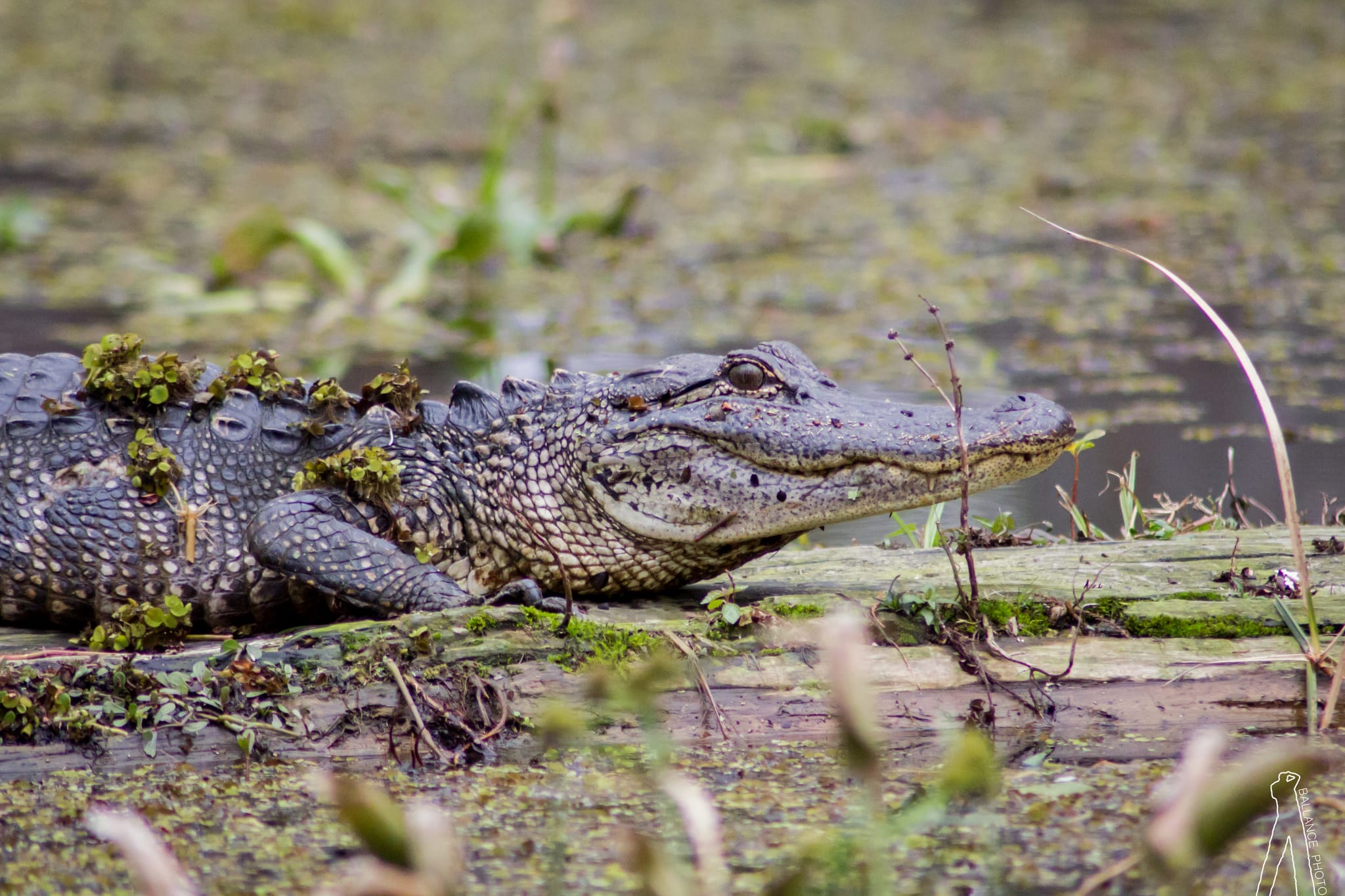 Gator
